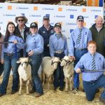 Mixed results from WA Elite White Suffolk and Suffolk Sale