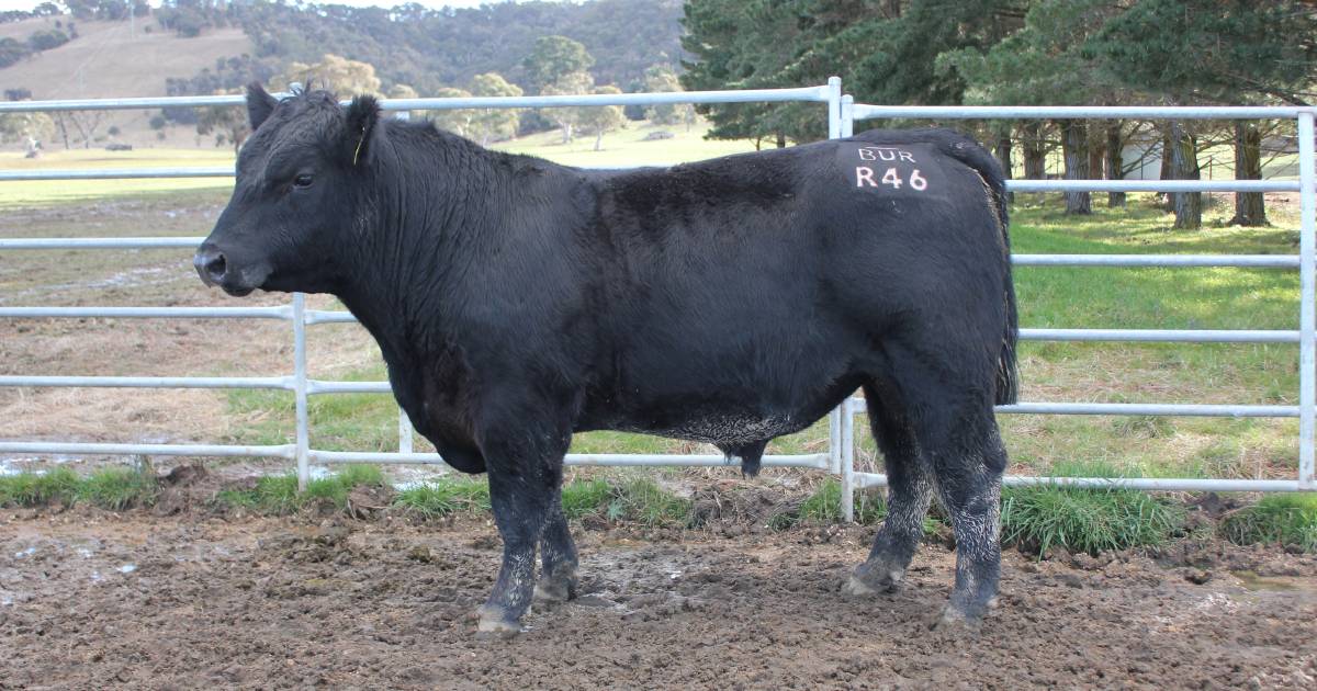 Burbong Angus stud to $12,500 top, average grows