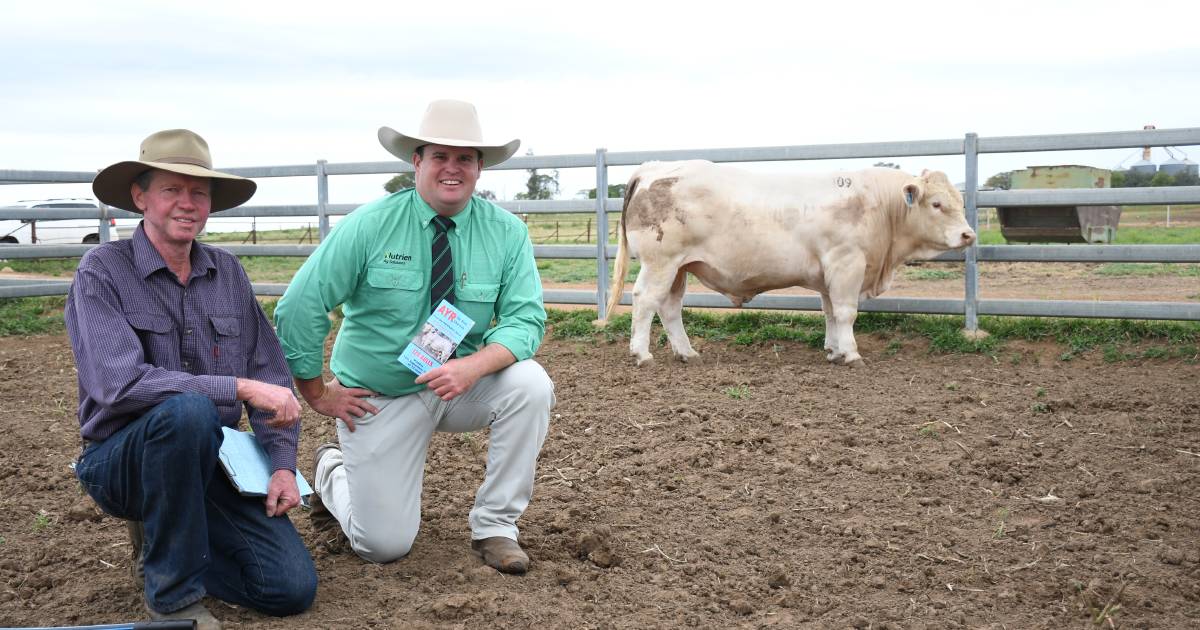 Ayr Charolais smash sale average by over $4000 | Queensland Country Life