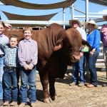 Glenlea Charolais scores bull sale record at Roma | Queensland Country Life