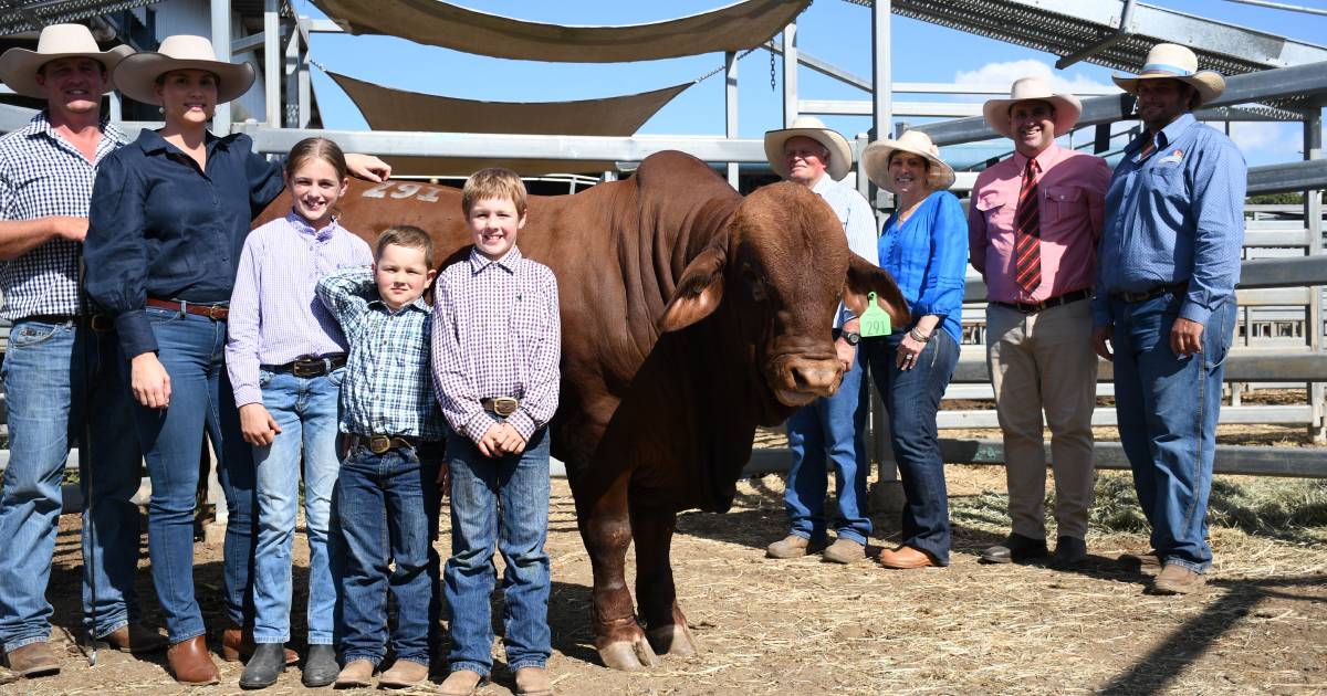 Droughtmaster National Sale sees average of $20,625 on day two | Queensland Country Life