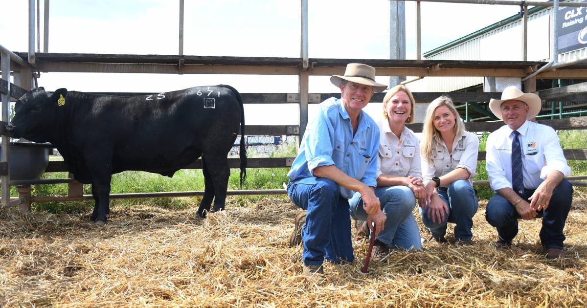 Pathfinder Angus sale well supported by western Queensland buyers | Queensland Country Life