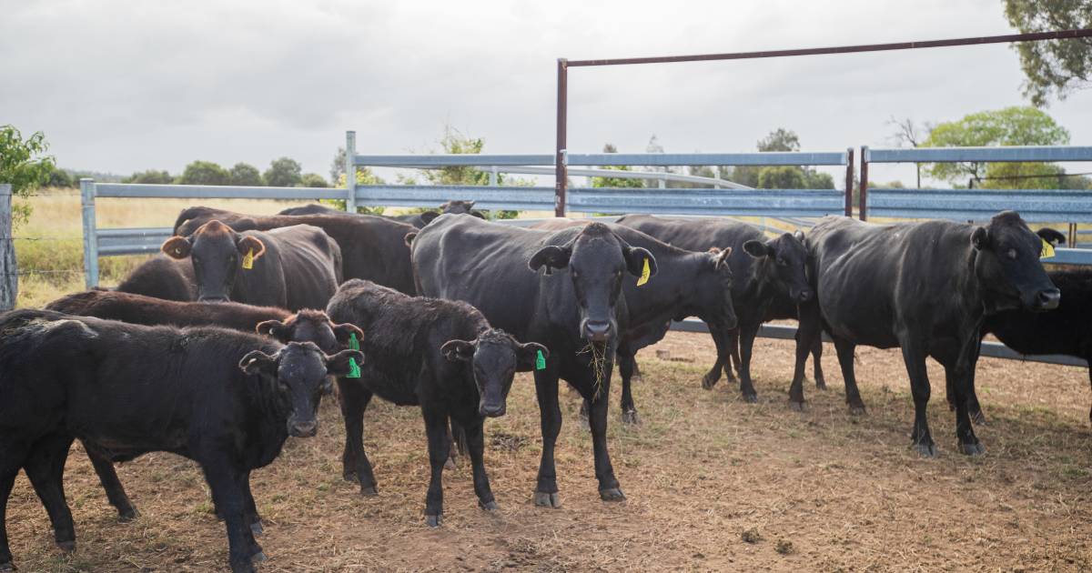 Helping build resilience for beef producers