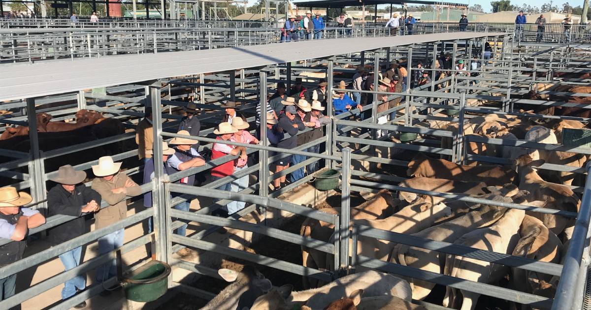 Steers 200-280kg sold to 705c, average 637c at Emerald | North Queensland Register