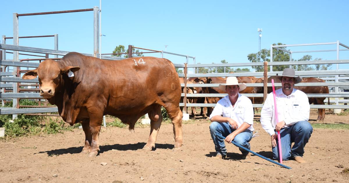 Oasis and Karragarra share top spot at Carnarvon Classic Droughtmaster sale