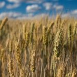 Wheat: To graze or grain?