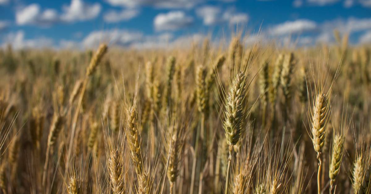 Recent rainfall across the east coast has helped and hindered grain producers | The Land