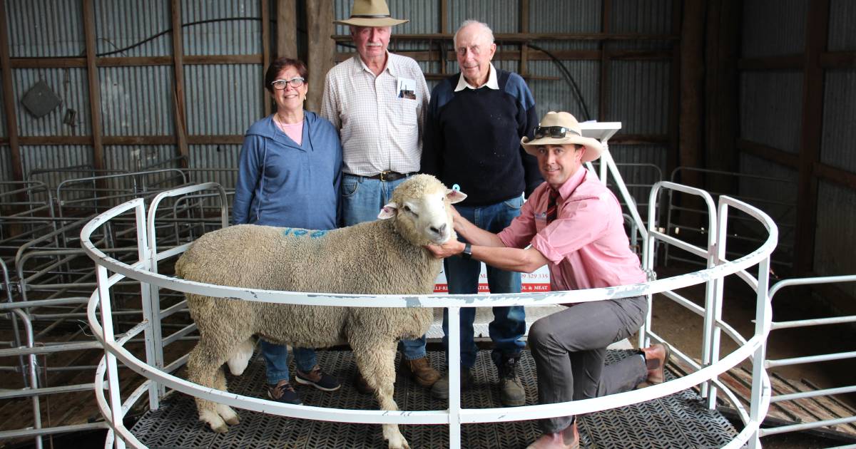 Largest number of rams offered at Kingsvale