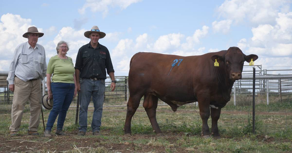 Northern commercial buyers battle for Marellan Shorthorn bulls at annual sale