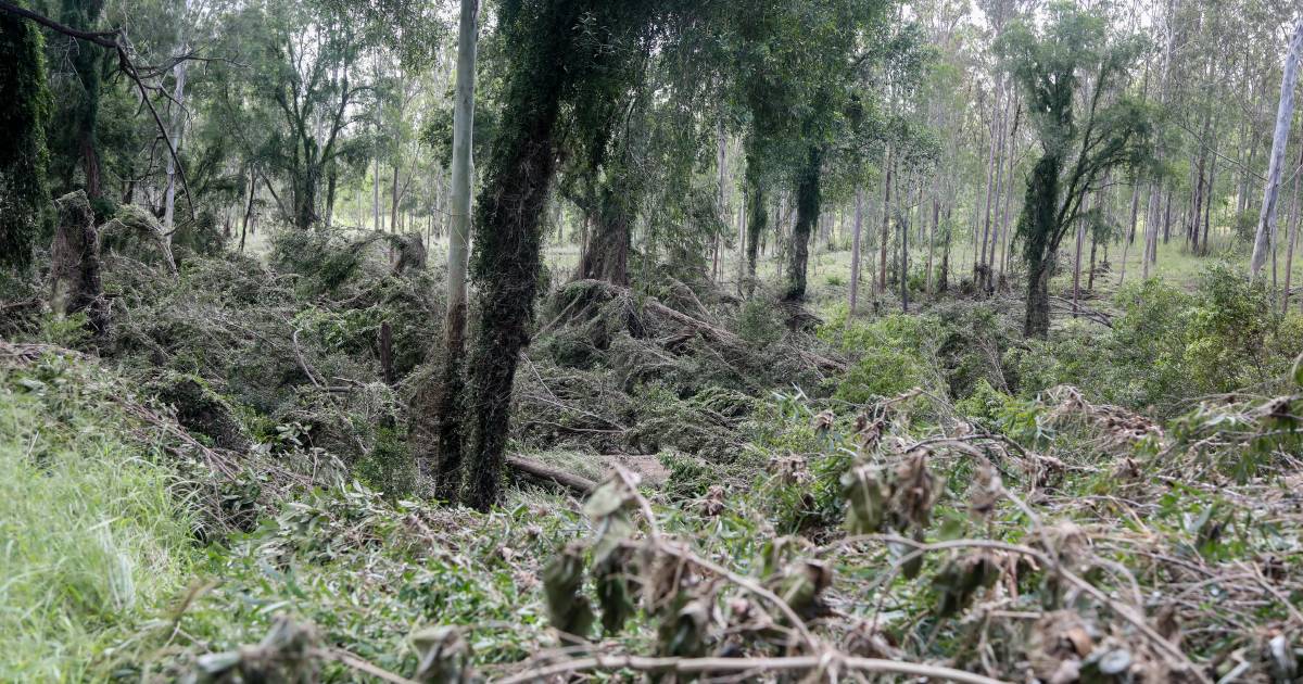 Governments announce specialised resilience officers for natural disaster recovery | Queensland Country Life