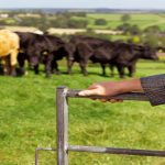 Jarrah Genetics Sale rises to $28,000 top | Queensland Country Life