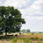 Hereford Genetics Sustain Through the Dry Season