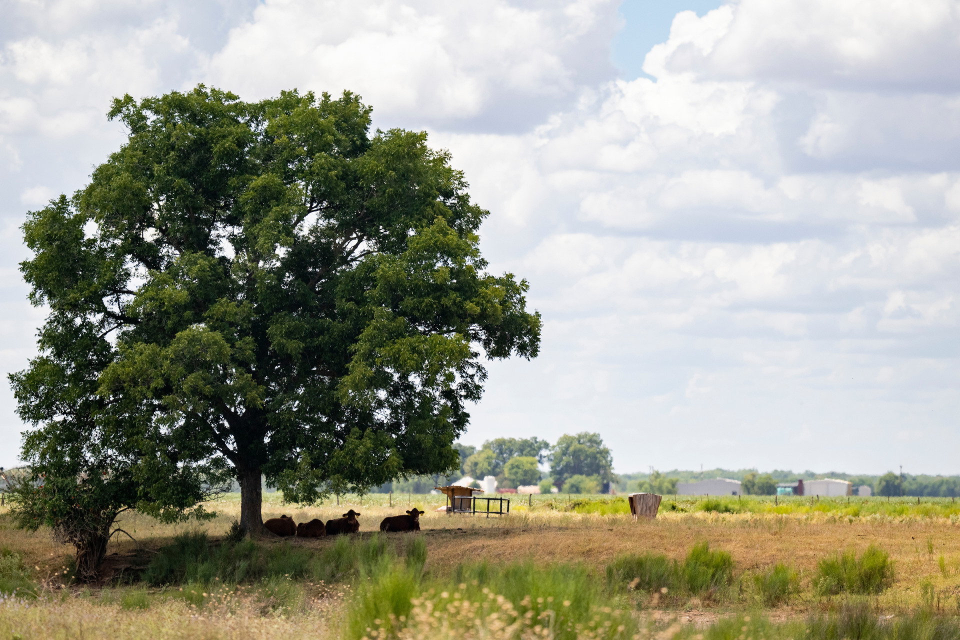 Proper pasture management can minimize impacts of drought