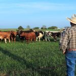 Benefits of Early Culling Open Breeding Heifers