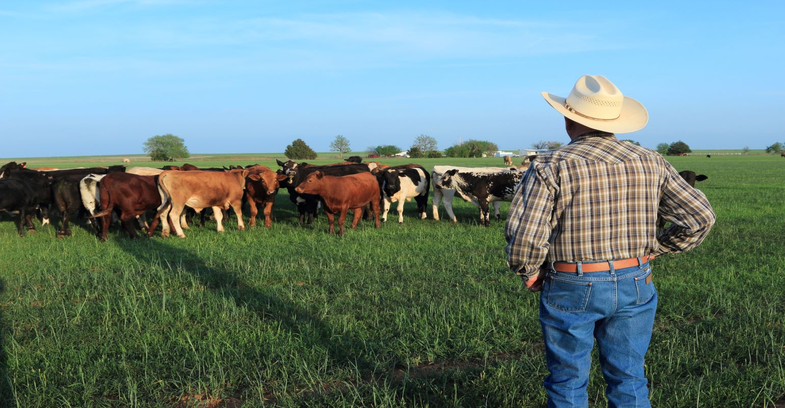 Wheat grazing prospects Dim | Beef Magazine