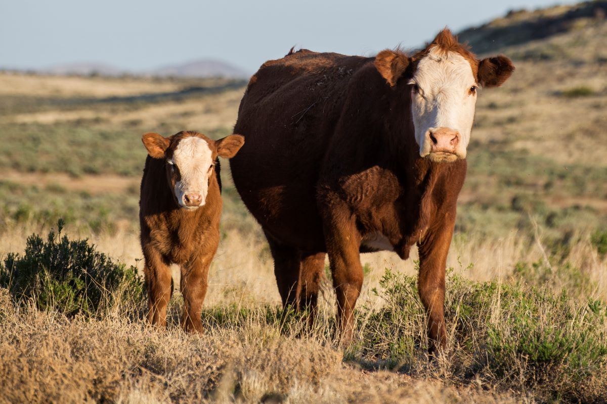 Managing for Optimum Body Condition Scores