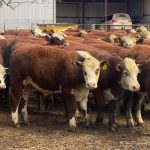 Paddock full of weaners the perfect touch to a Tully wedding day