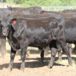 Devon Court's top bull heads south