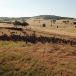 Weaner steers reach 750c/kg, average 646c/kg, at Charters Towers | North Queensland Register