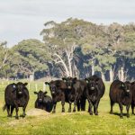 Large crowds despite the wet at Henty