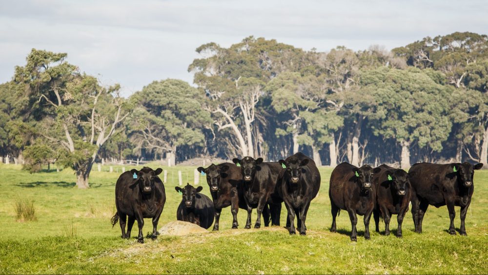 Qld Govt outlines low emissions agriculture plan