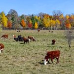 Hicks family's 63-year Droughtmaster dynasty