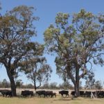 On-station delivery supports remote NT students