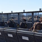 Onslow Angus bulls sold to repeat buyers with some new clients | The Land