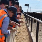 $15m project assessing the genetic traits of cattle methane