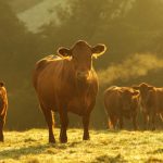 Early-weaning considerations | Beef Magazine