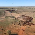 Dozen sheep rescued in state's central west