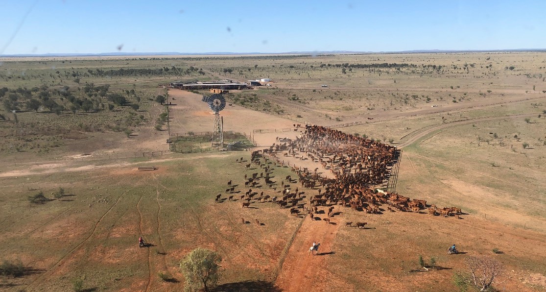 Hancock and Kidman stake a claim for a piece of the new tariff-free UK beef market