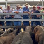 Weaner heifers make 512c/$1104 at Mareeba | North Queensland Register