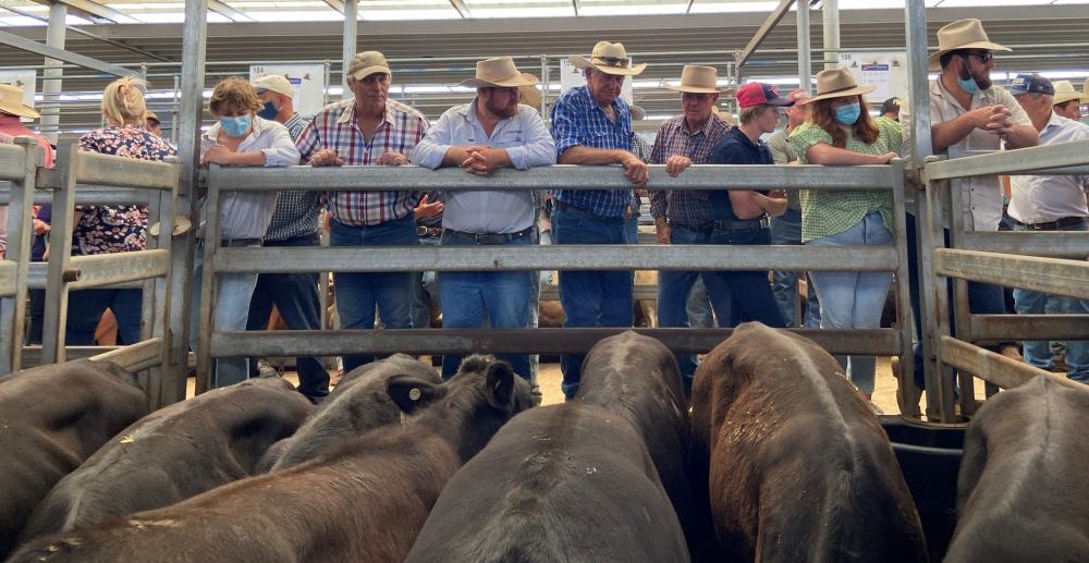 Project manager AAM parts company with Regional Livestock Exchange saleyards network