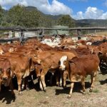 Fungal disease to affect barley yields