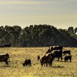 Cows can be better managed | Queensland Country Life