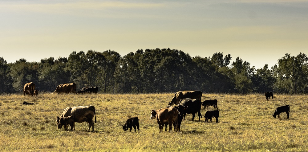 Comparing 2022 beef cow slaughter to 2011