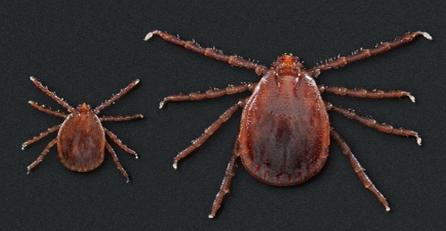 Longhorned tick discovered in northern Missouri for first time