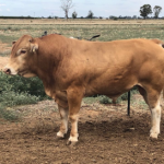 Weekly genetics review: Can herd improvement occur without selecting a top-performing sire?