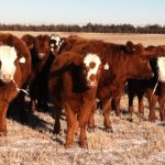 Wheat grazing prospects Dim | Beef Magazine