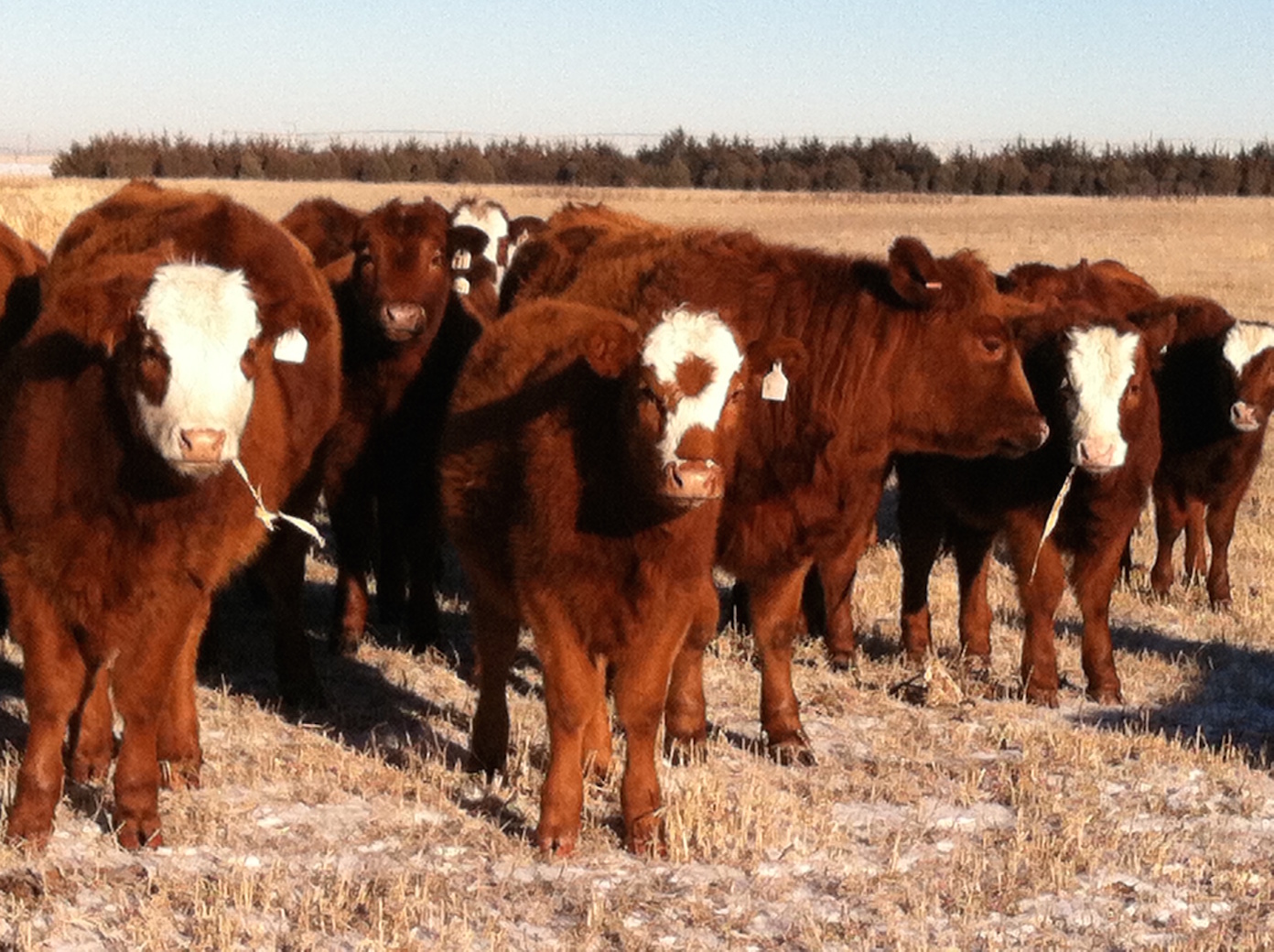 Benefits of Early Culling Open Breeding Heifers