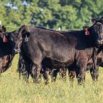 Early-weaning considerations | Beef Magazine