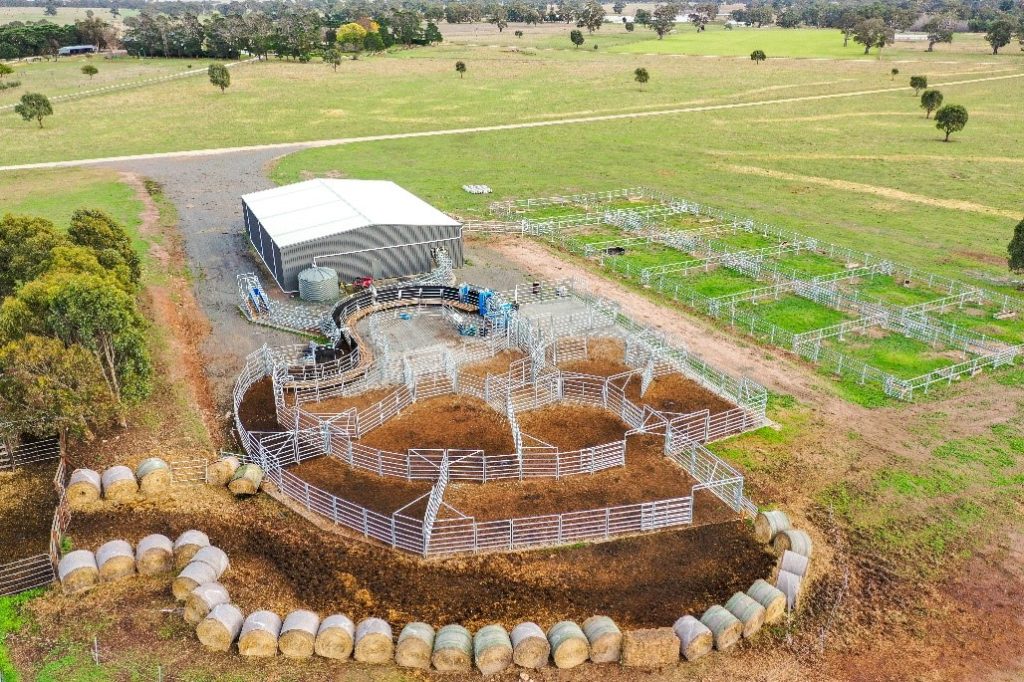 Speeding up cattle work in Victoria