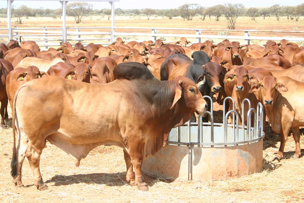 Genetics: Who is doing all the work in your bull team?