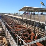 Tattykeel Australian White ram sets $240,000 record