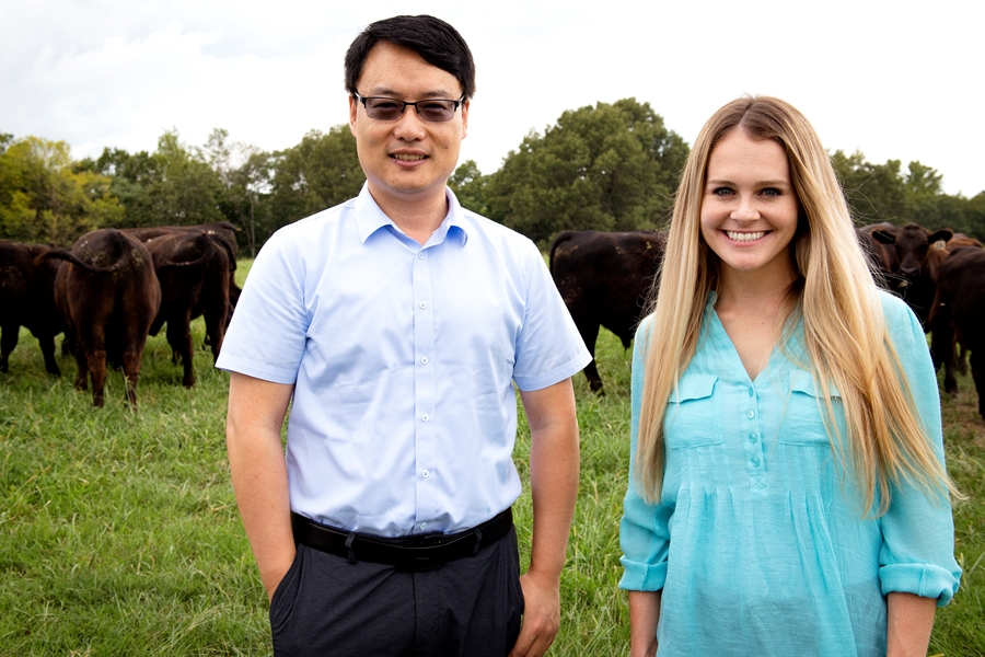 Researchers use microorganisms to counter bovine respiratory disease