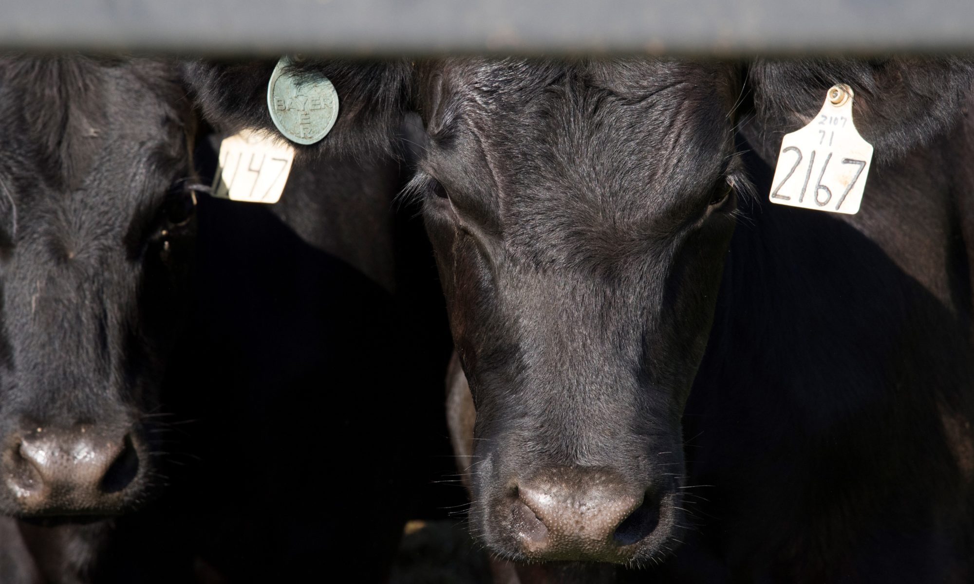 Study examines price ranges from fed cattle negotiated cash sales