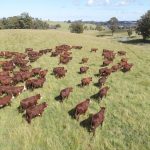 Opinion: Why Cattle Australia will not be a ‘rebadged’ Cattle Council