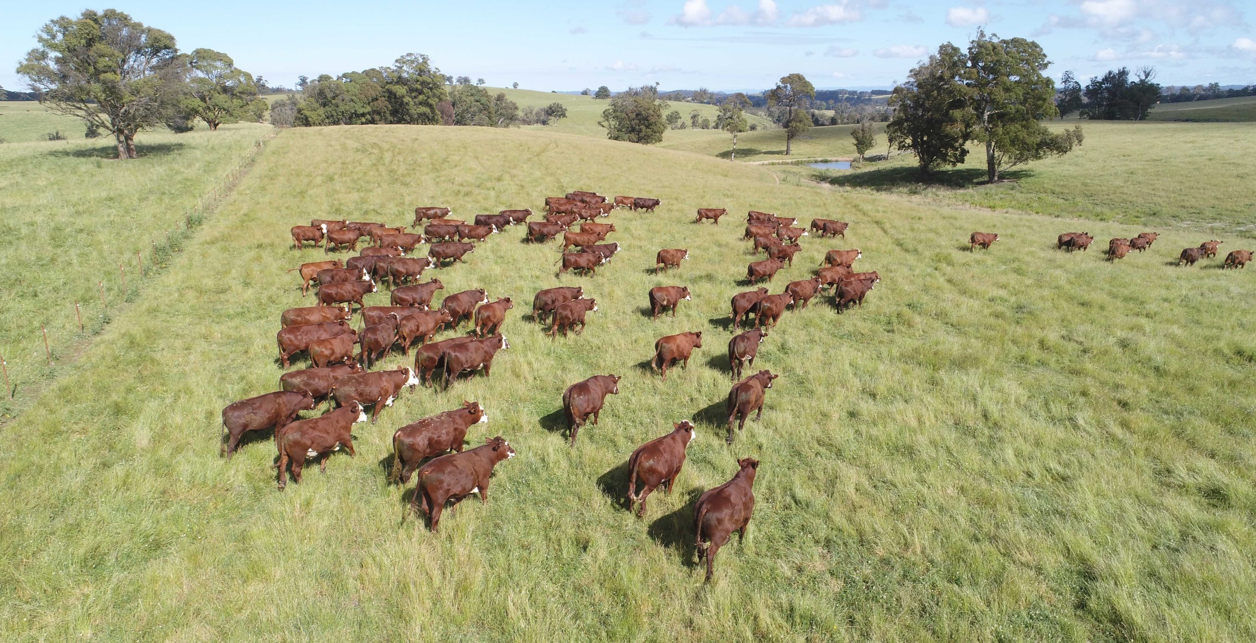 ‘Significant increase’ in demand for livestock finance