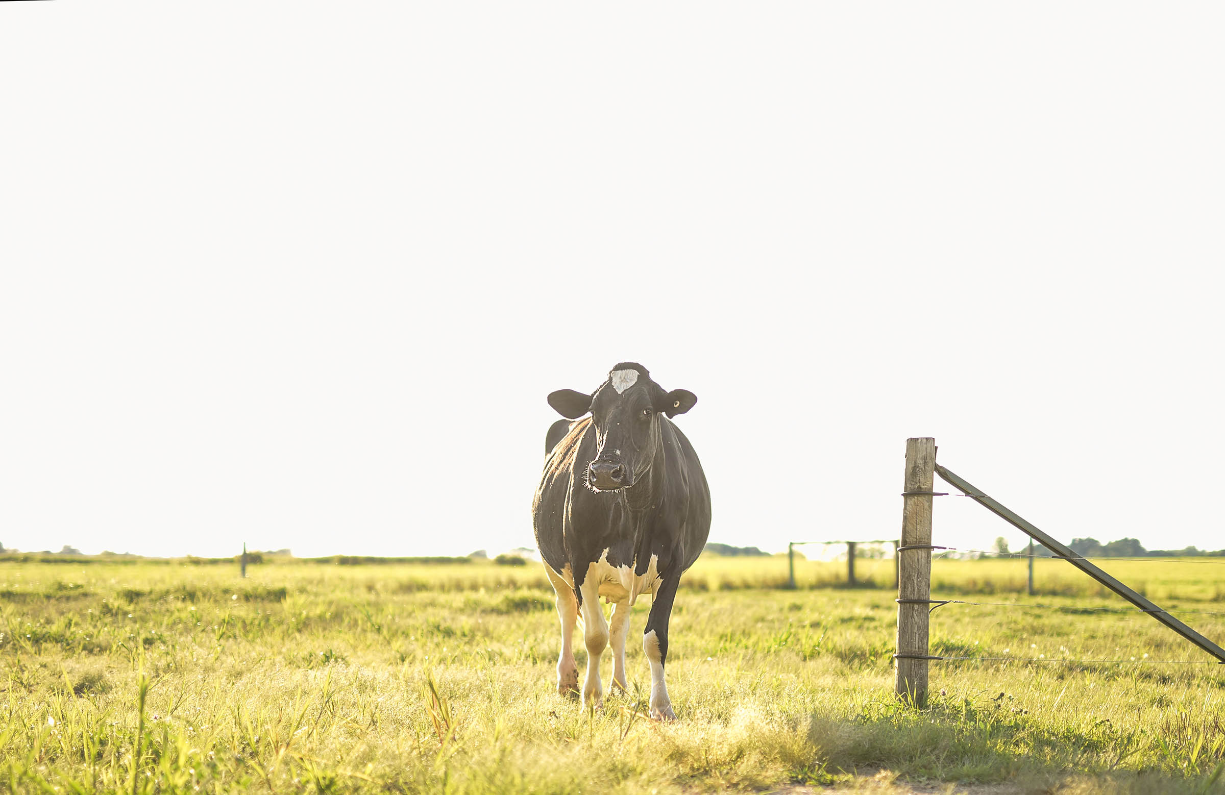 Vytelle expands global network of bovine in vitro fertilization Labs